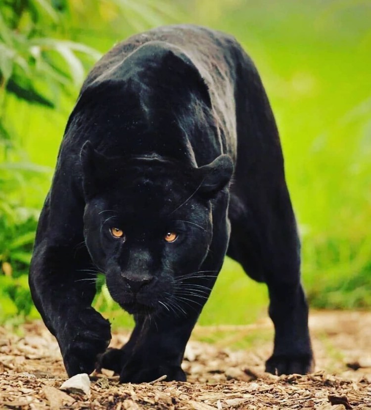 Меланизм тигр