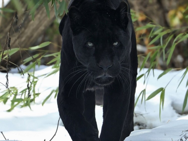 Дымчатый леопард меланист