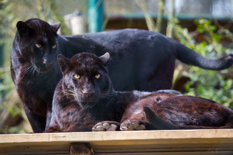 Леопард меланист