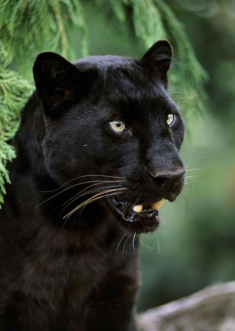 Карликовая пантера