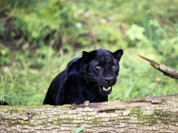 Черный тигр меланист