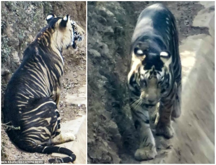 Гепард меланист