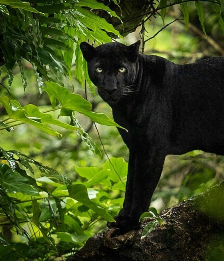 Чёрная пантера Дитёныш