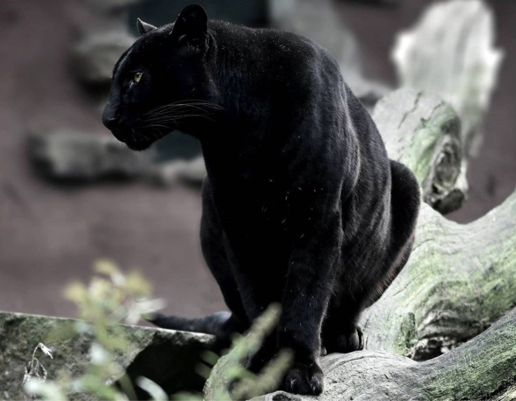 Черный тигр меланист