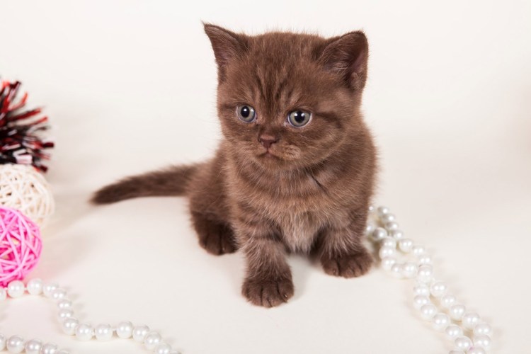 Шоколадный британец