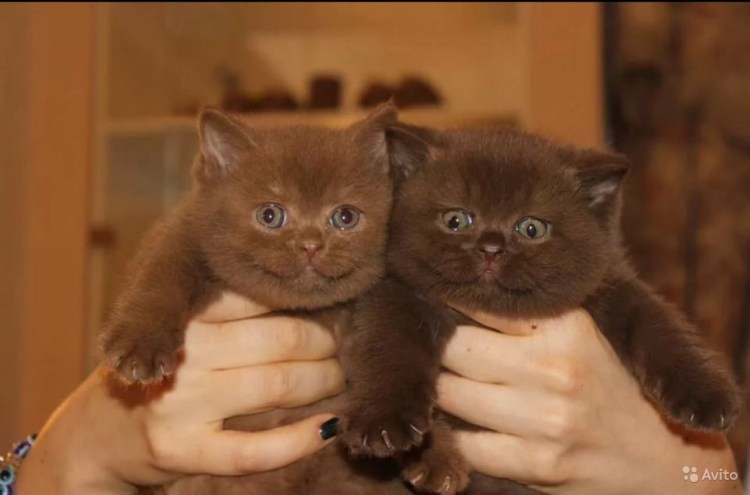 Коричневые коты