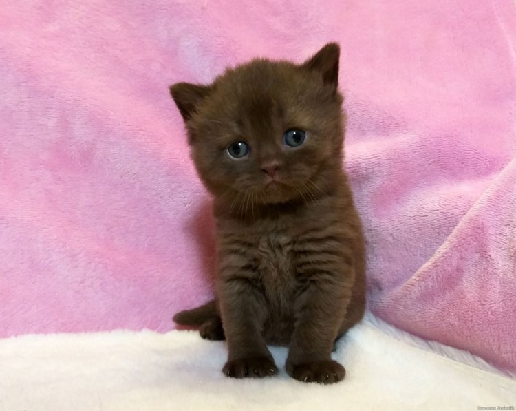 Шоколадный британец котенок