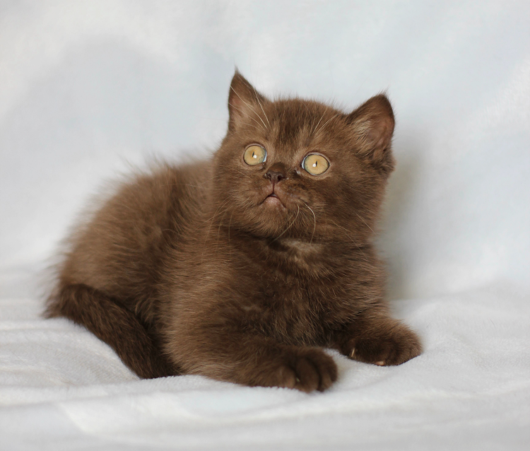 Британская кошка циннамон шоколад