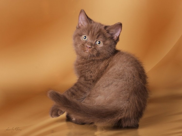 Бурма циннамон