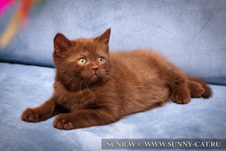 Котята шоколадного окраса