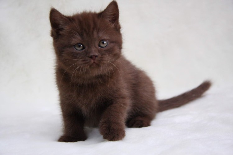 Британская короткошёрстная циннамон