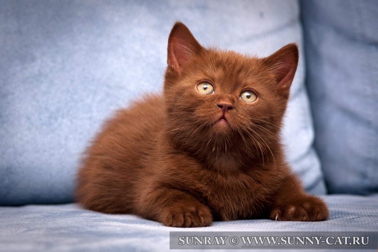 Коричневый котенок