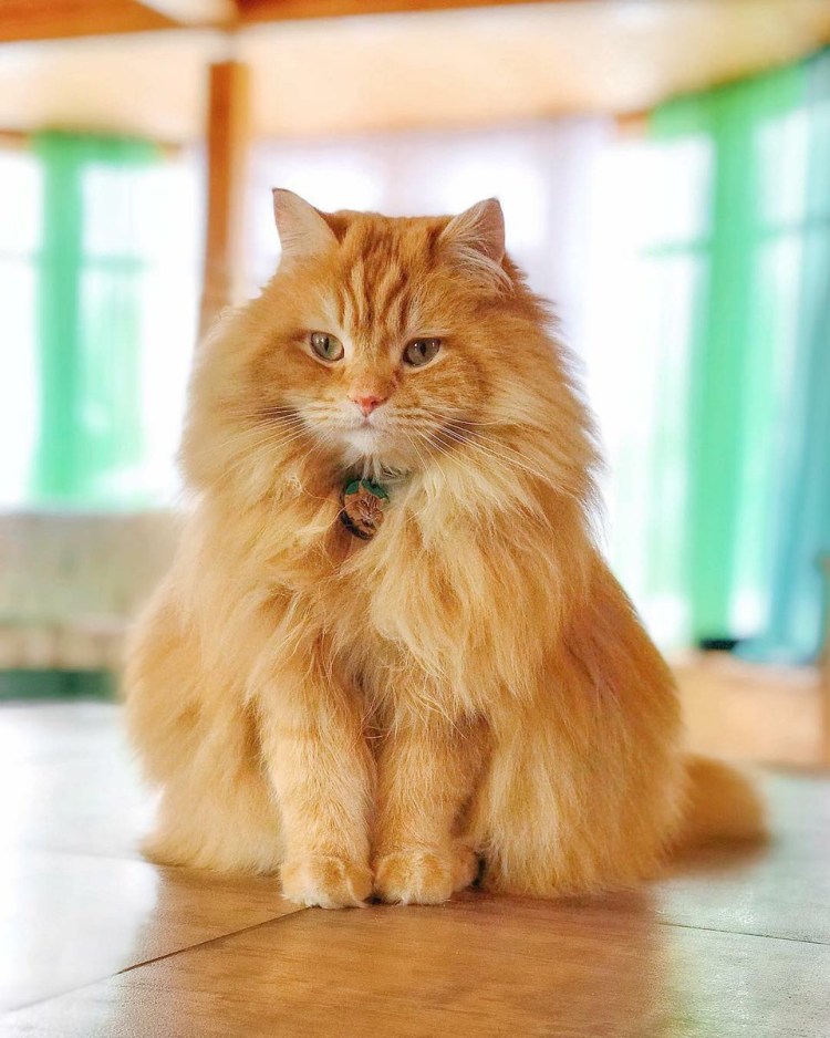 Кот пушистый рыжий