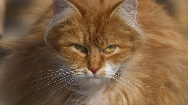 Европейская длинношерстная кошка рыжая