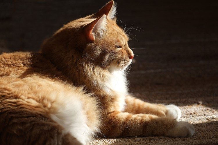 Ангорская кошка рыжая