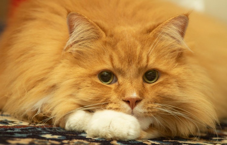 Рыжий кот спит