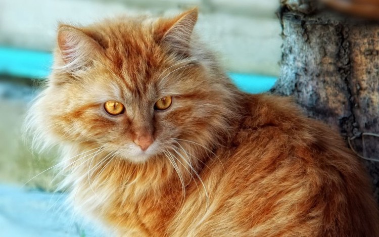 Персидская длинношерстная кошка