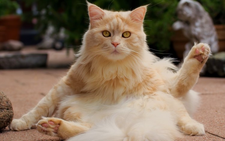 Рыжий мохнатый кот