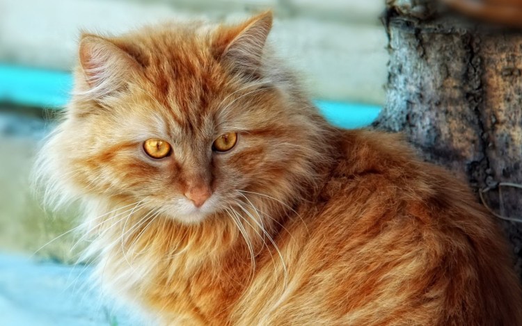 Ангорская Сибирская кошка рыжая