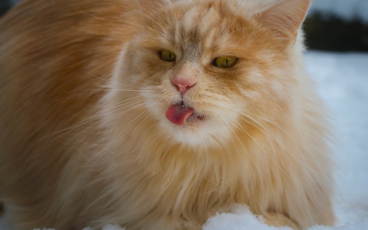 Мейн кун рыжий