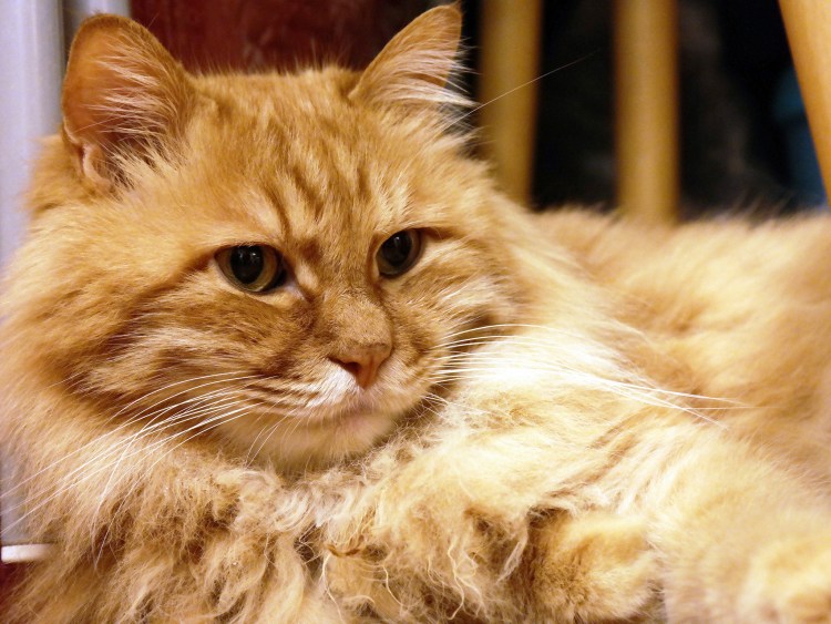 Кот пушистый рыжий