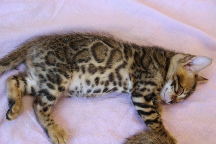 Новорожденные бенгальские котята фото