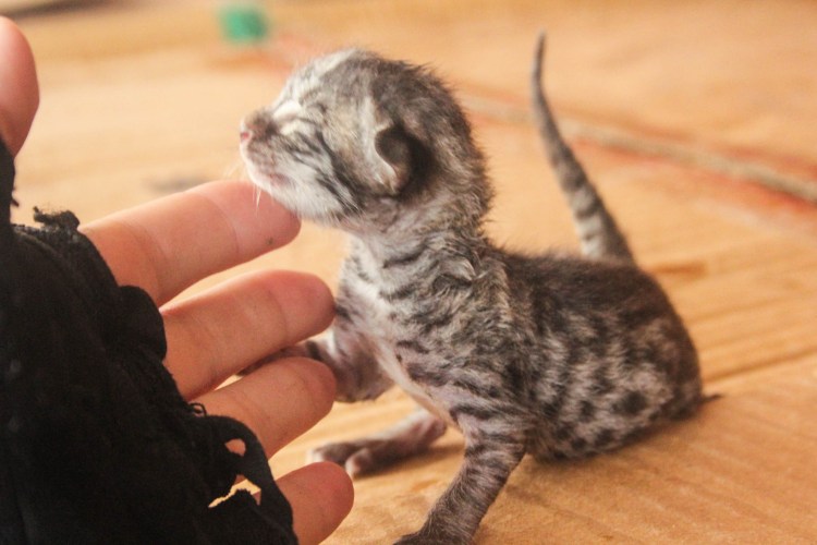 Новорожденные котята бенгальской породы фото