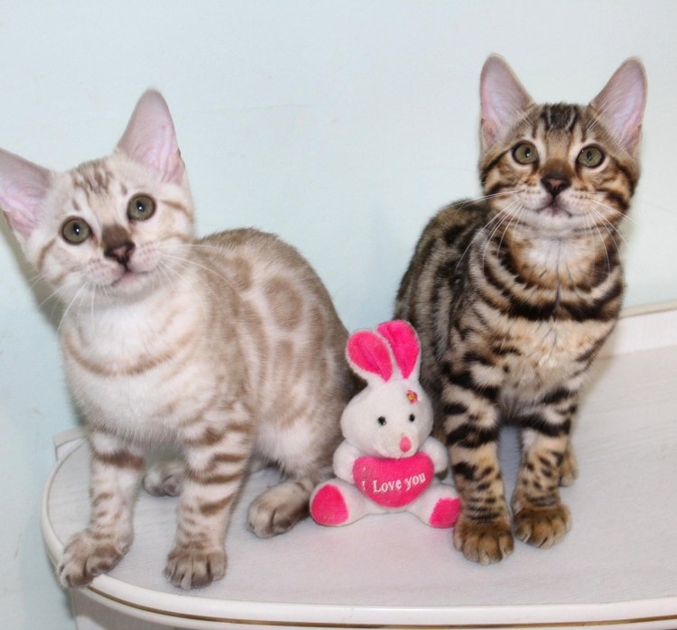 Бенгальские котята Ульяновск