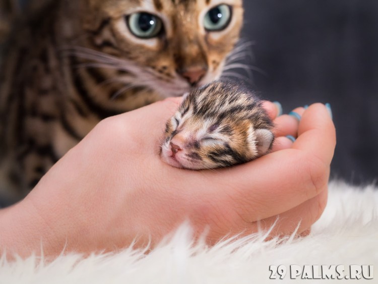 Белое постельное девушка и бенгальский кот