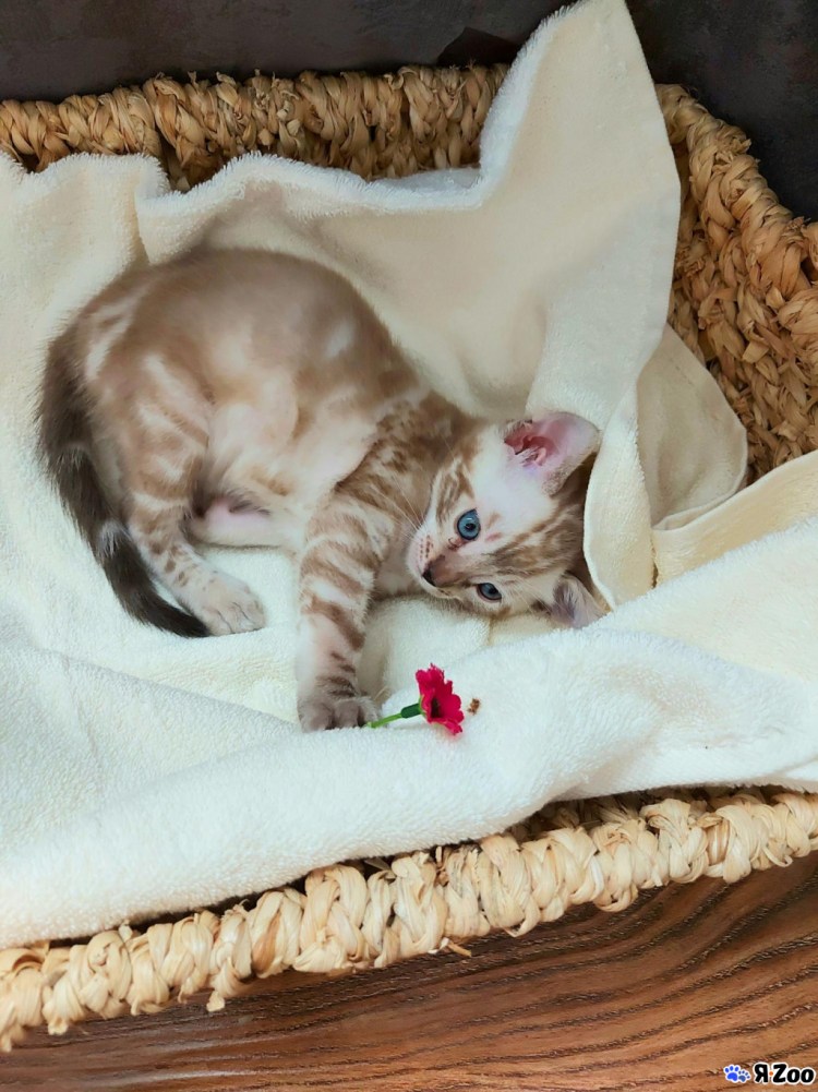 Бенгальская кошка розетка на золоте n22