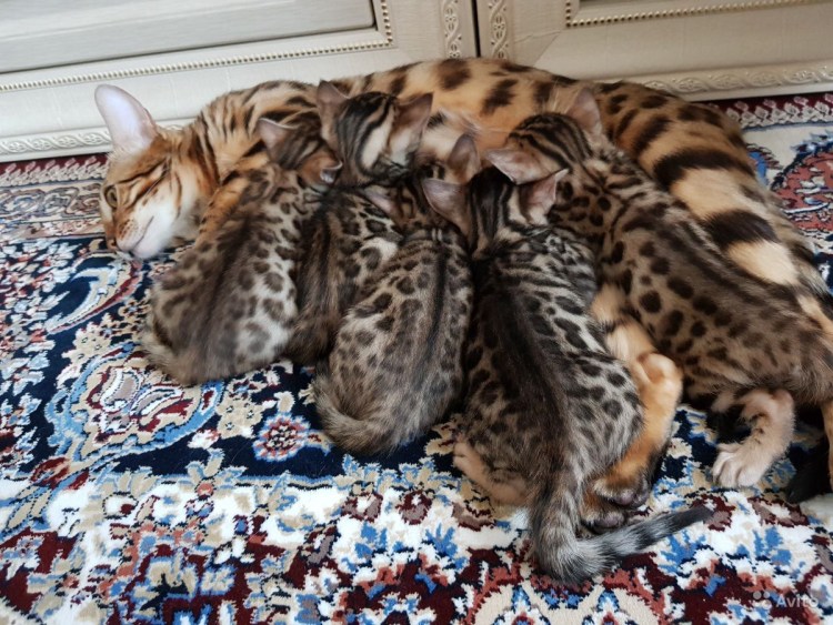 Бенгалы котята