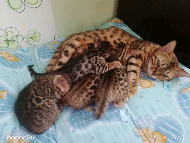 Котята бенгалов Новорожденные
