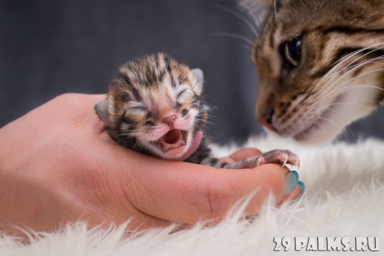 Котята бенгалы после родов