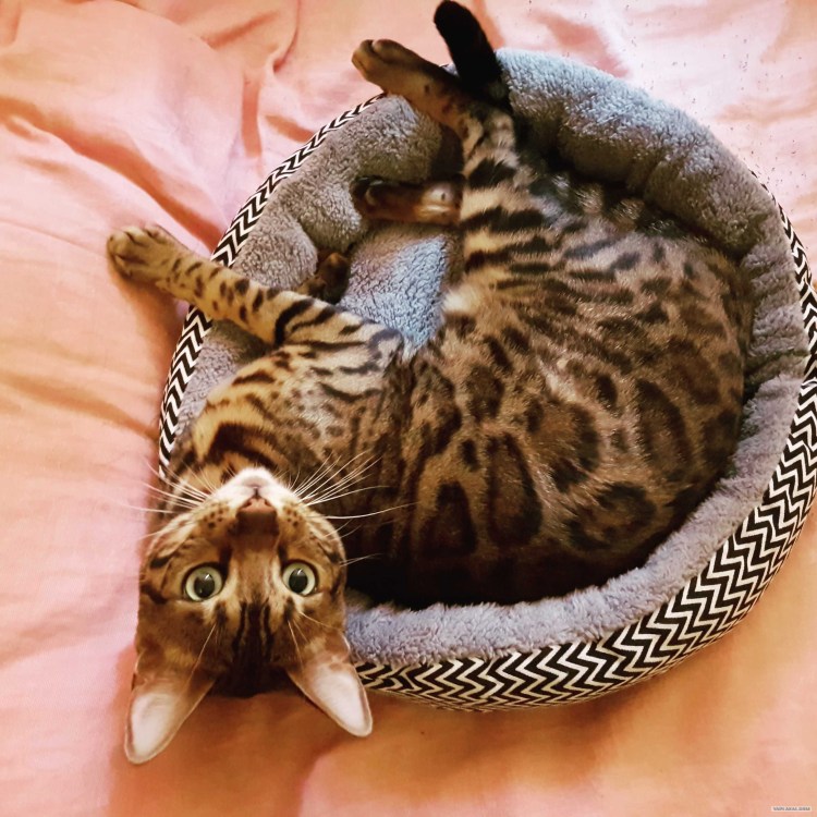 Бенгальские котята пушистые