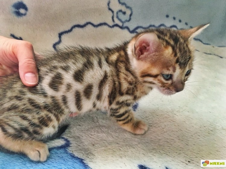 Голубой бенгальский котенок