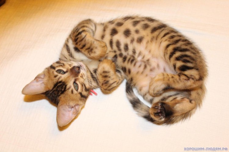 Рыжие бенгальские котята