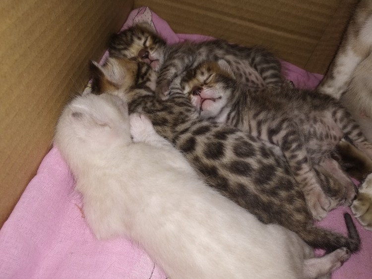 Бенгальская кошка котята серые Новорожденные