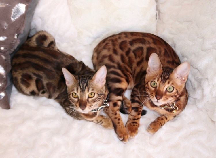Новорождённые котята бингалы