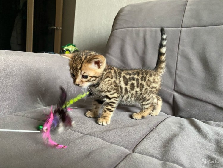 Бенгальский кот тор