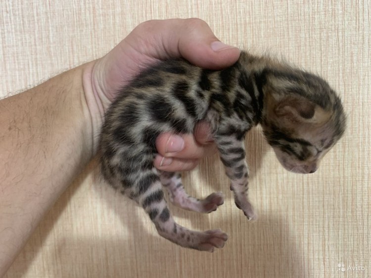 Новорождённые котята