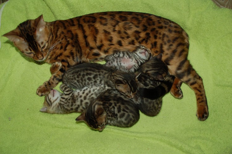 Gold Twins bred Pit бенгал