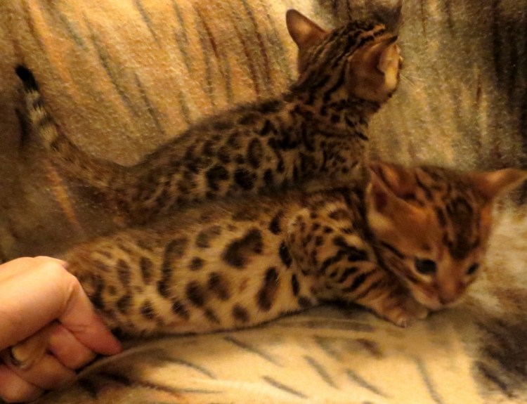 Бенгальская кошка Seal Mink spotted