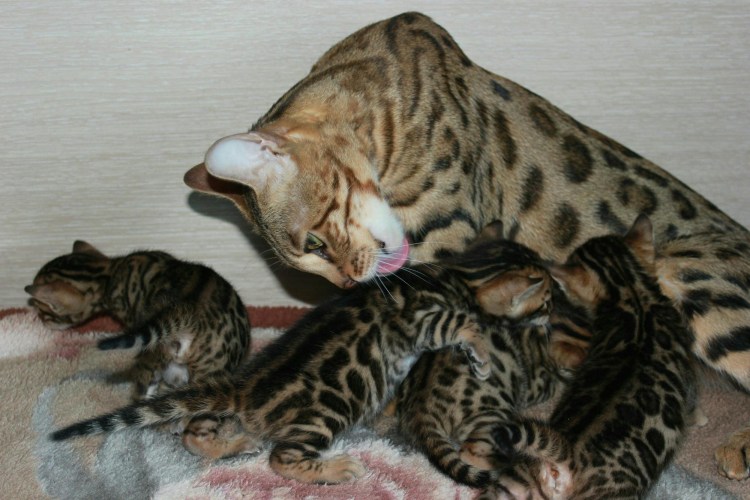 Кошки маленькие породистые бенгальские