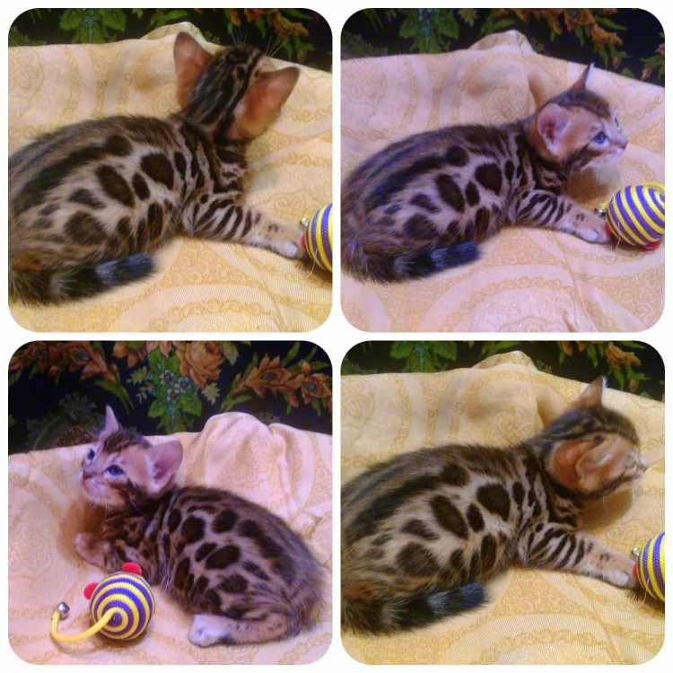 Колорадские котята