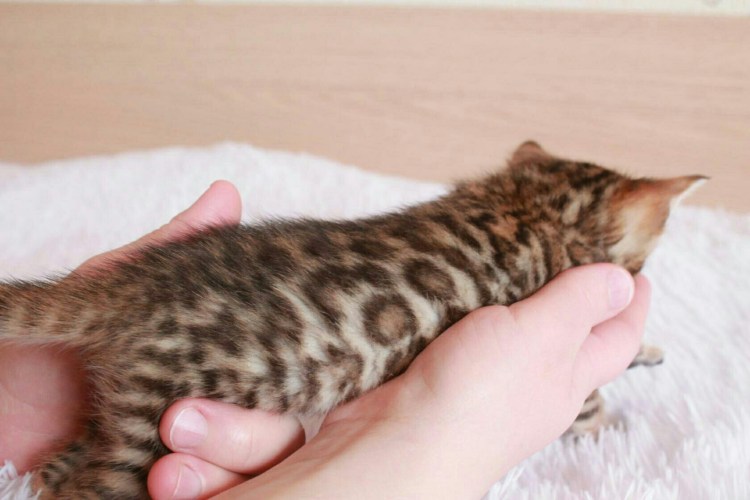 Бенгальская кошка