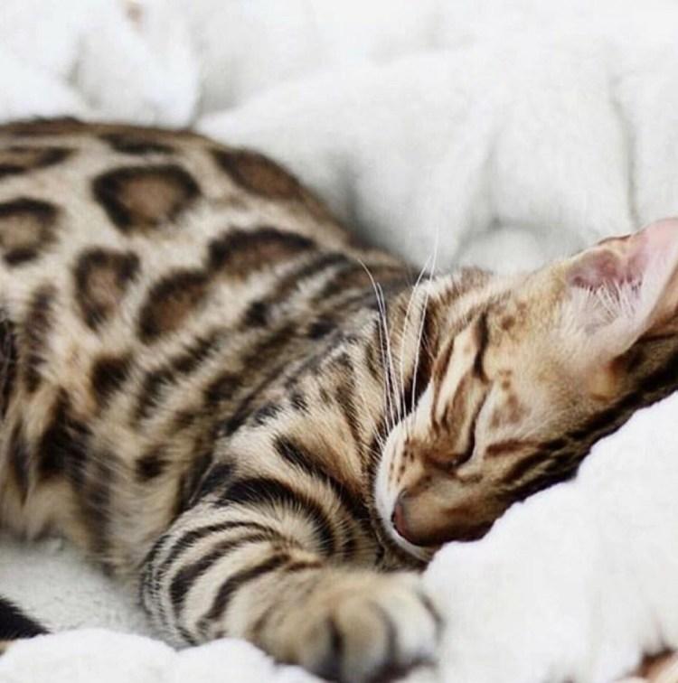 Бенгальские котята купить в Москве