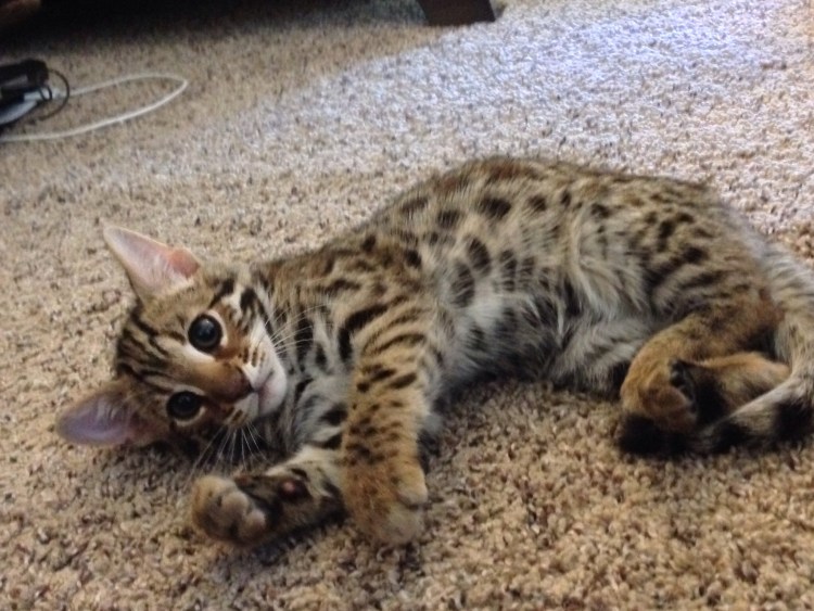 Мраморный бенгальский кот метис