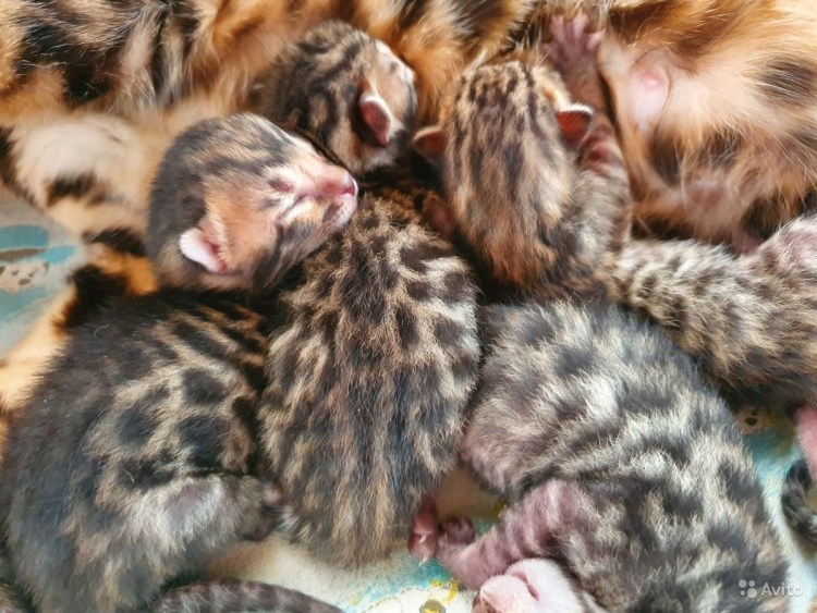 Бенгал Барс Бенгальская кошка