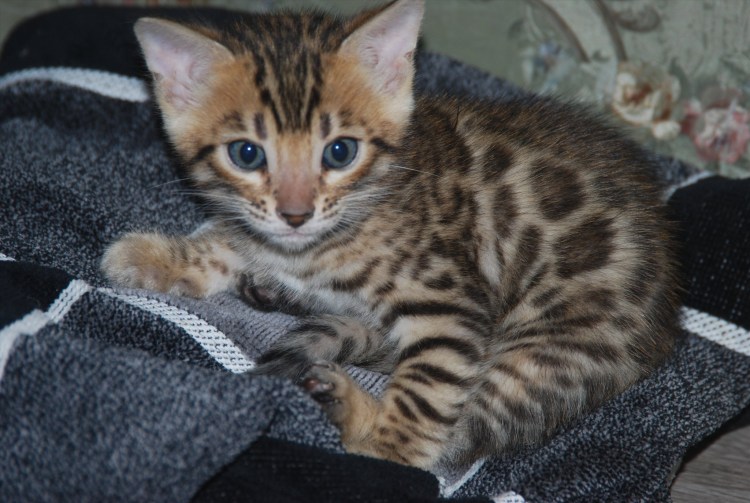 Бенгальская кошка котенок