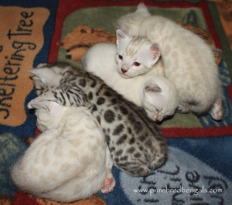 Каким шампунем бенгальского котенка